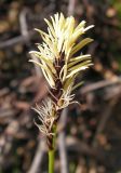 Carex vanheurckii. Соцветие. Хабаровский край, Ванинский р-н, окр. пос. Высокогорный, сухой каменистый склон. 12.05.2012.