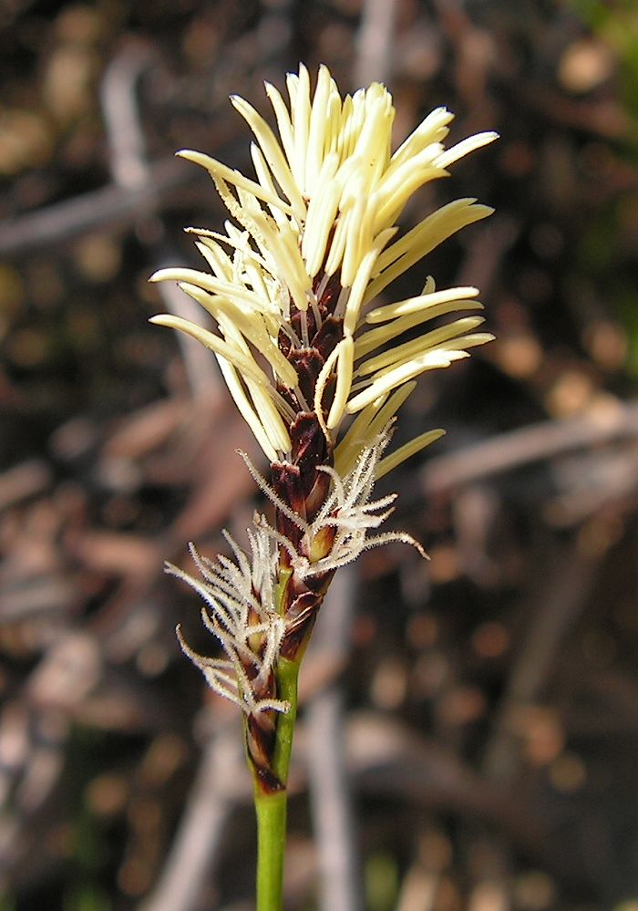 Image of Carex vanheurckii specimen.