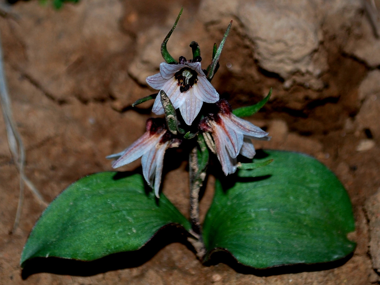 Изображение особи Rhinopetalum stenantherum.