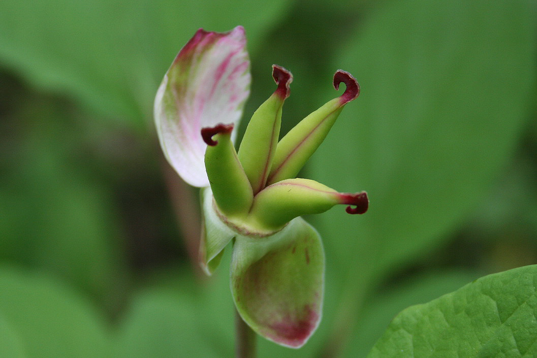 Image of Paeonia obovata specimen.