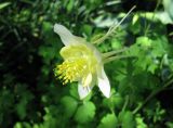 Aquilegia