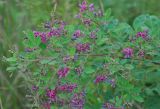 Lespedeza bicolor. Ветвь цветущего кустарника. Хабаровский край, окр. села Галкино, луг. 29.07.2012.