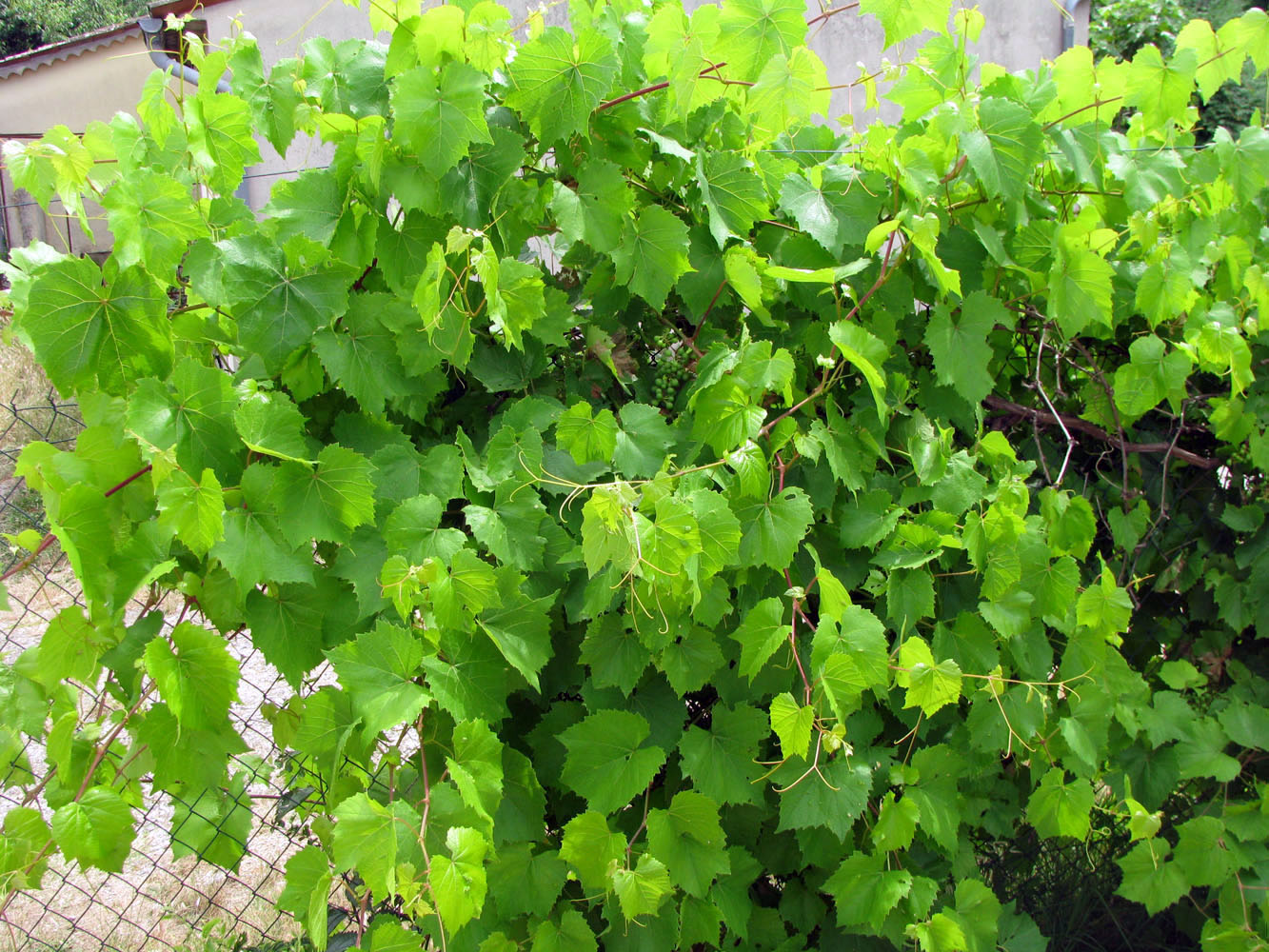 Image of Vitis vinifera specimen.