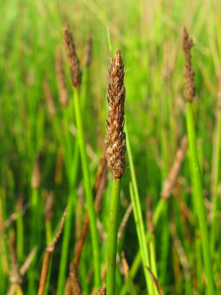 Image of Eleocharis palustris specimen.