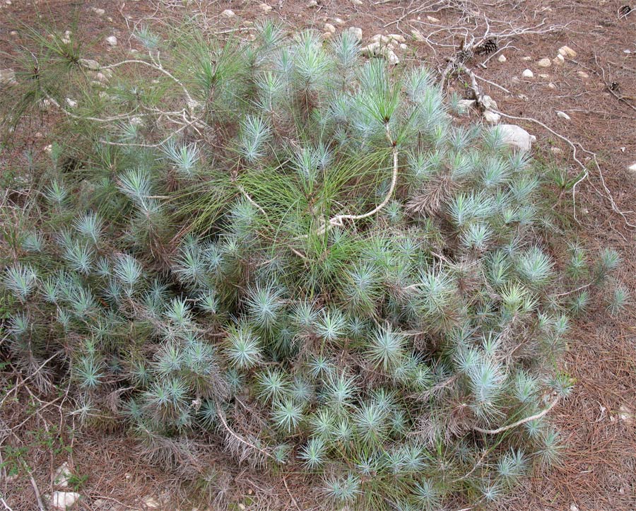 Изображение особи Pinus canariensis.