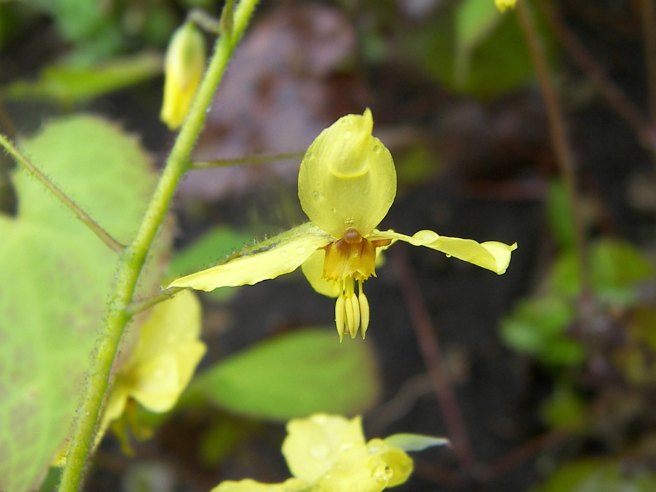Image of Epimedium pinnatum specimen.