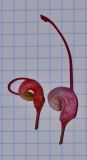 Image of taxon representative. Author is Татьяна Мальчинская
