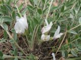 Astragalus scaberrimus