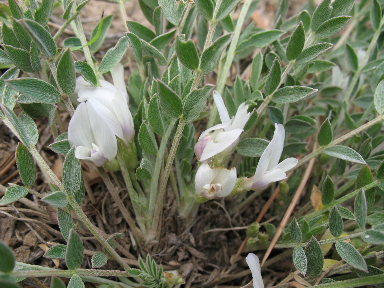 Изображение особи Astragalus scaberrimus.