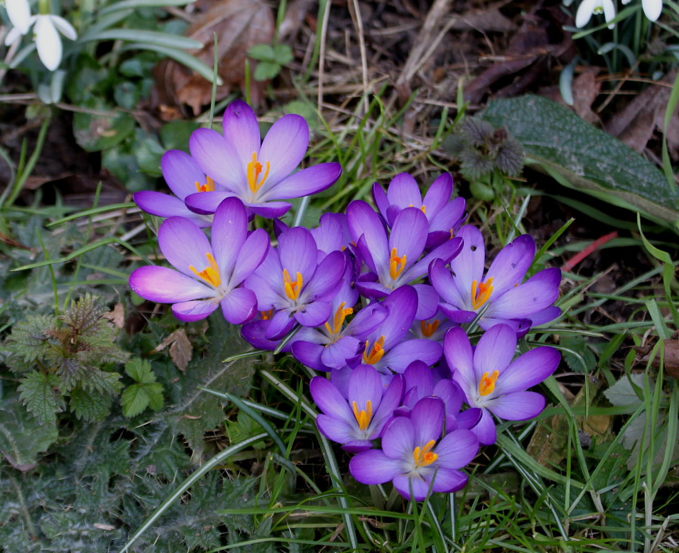 Изображение особи Crocus tommasinianus.