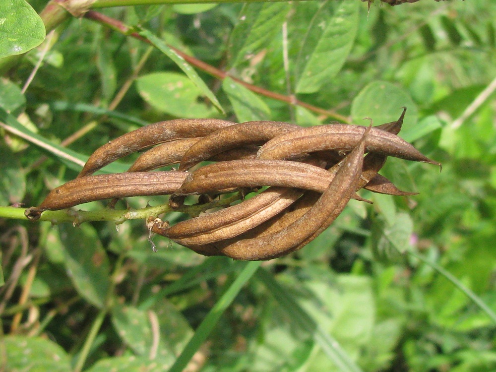 Изображение особи Astragalus glycyphyllos.