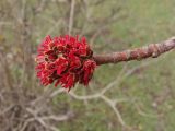 Acer saccharinum