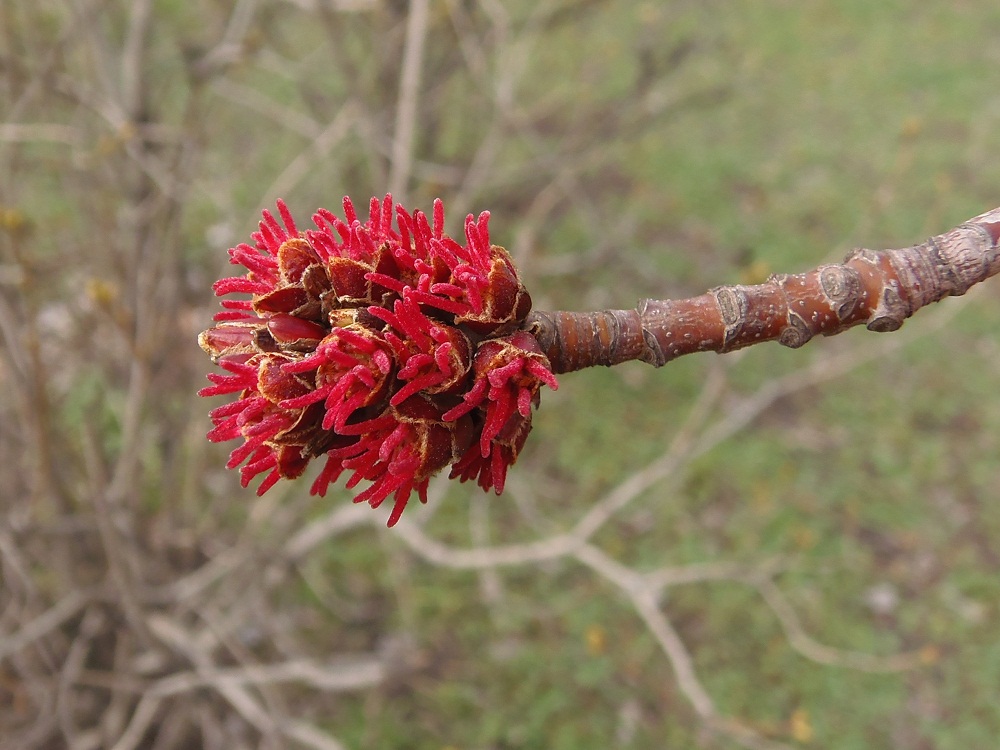 Изображение особи Acer saccharinum.