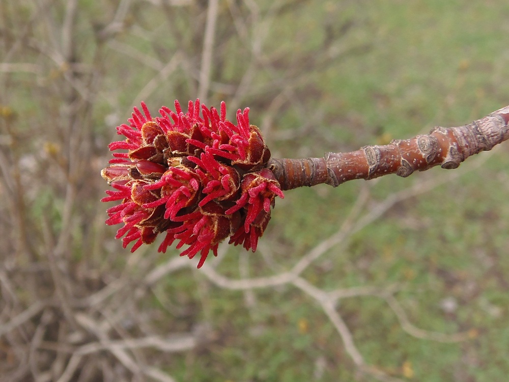 Изображение особи Acer saccharinum.