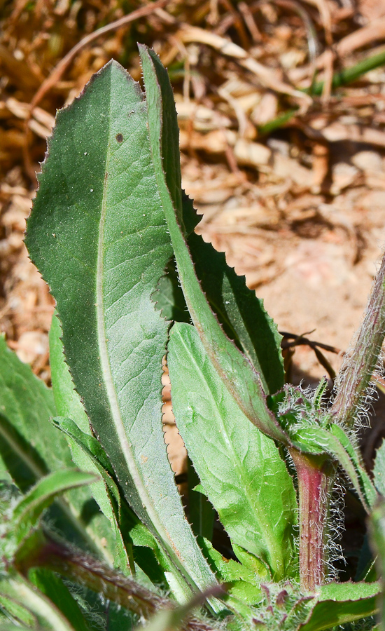 Image of Cichorium endivia specimen.