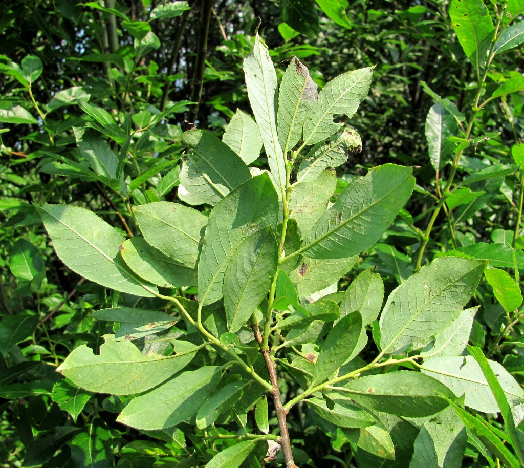 Изображение особи Salix × tetrapla.