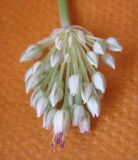 Allium artemisietorum. Соцветие. Израиль, г. Беэр-Шева, рудеральное местообитание. 27.04.2013.