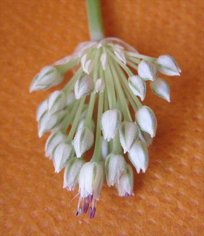 Image of Allium artemisietorum specimen.