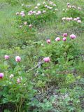 Paeonia daurica. Цветущие растения. Крым, Ялта, Узенбаш. 29.05.2009.