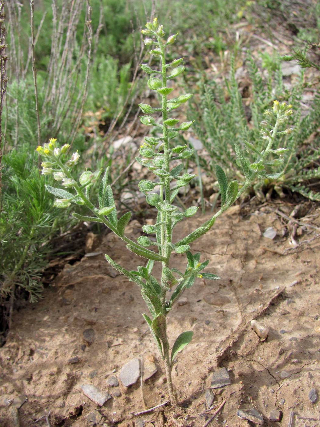 Image of Alyssum simplex specimen.