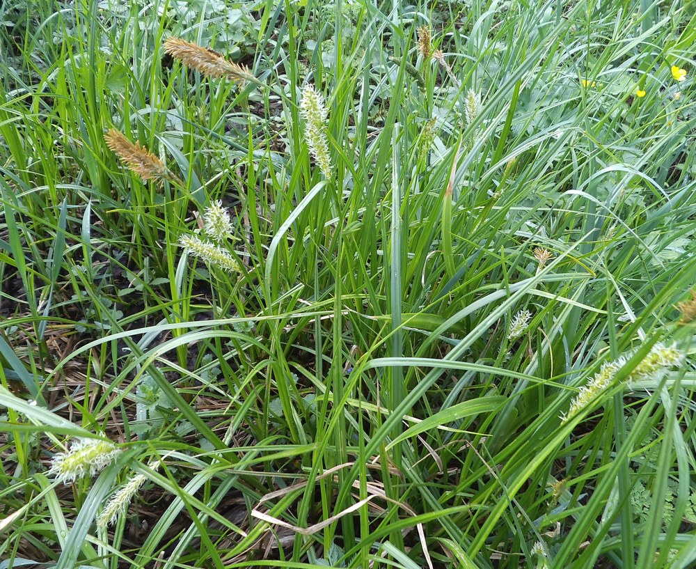 Изображение особи Carex vesicaria.