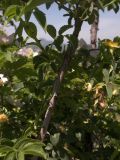 Rosa corymbifera