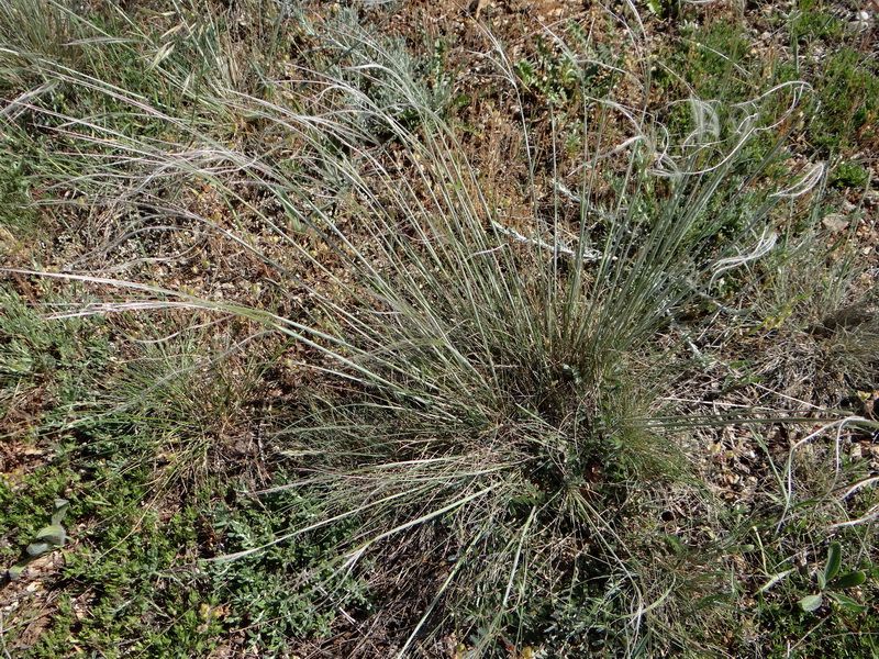 Изображение особи Stipa brauneri.