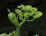 Heracleum sphondylium ssp. ternatum