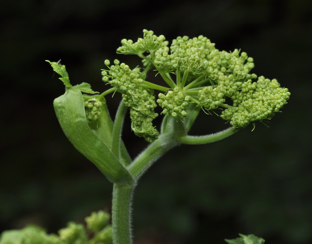 Image of Heracleum sphondylium ssp. ternatum specimen.