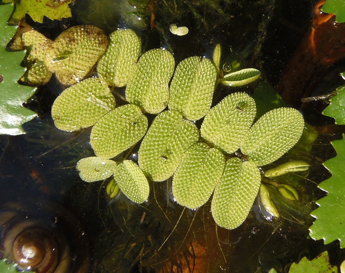 Image of Salvinia natans specimen.