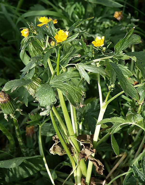 Image of Ranunculus repens specimen.