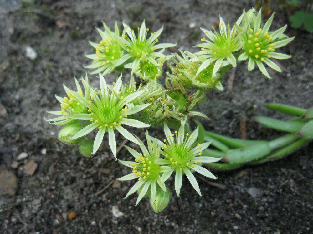 Изображение особи Sempervivum ciliosum var. borisii.