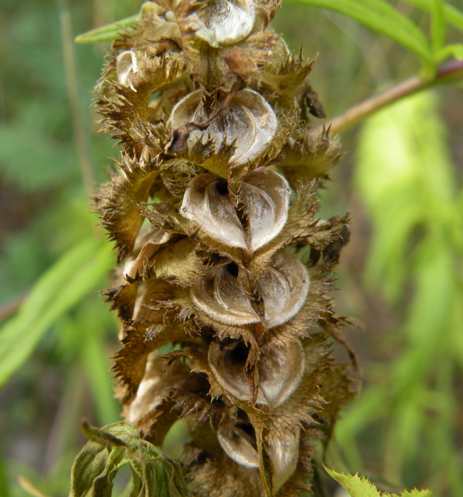 Image of Melampyrum cristatum specimen.