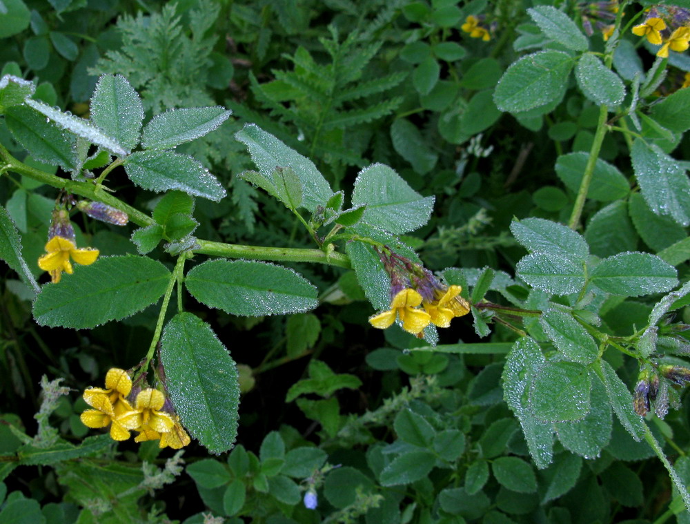 Изображение особи Melilotoides platycarpos.