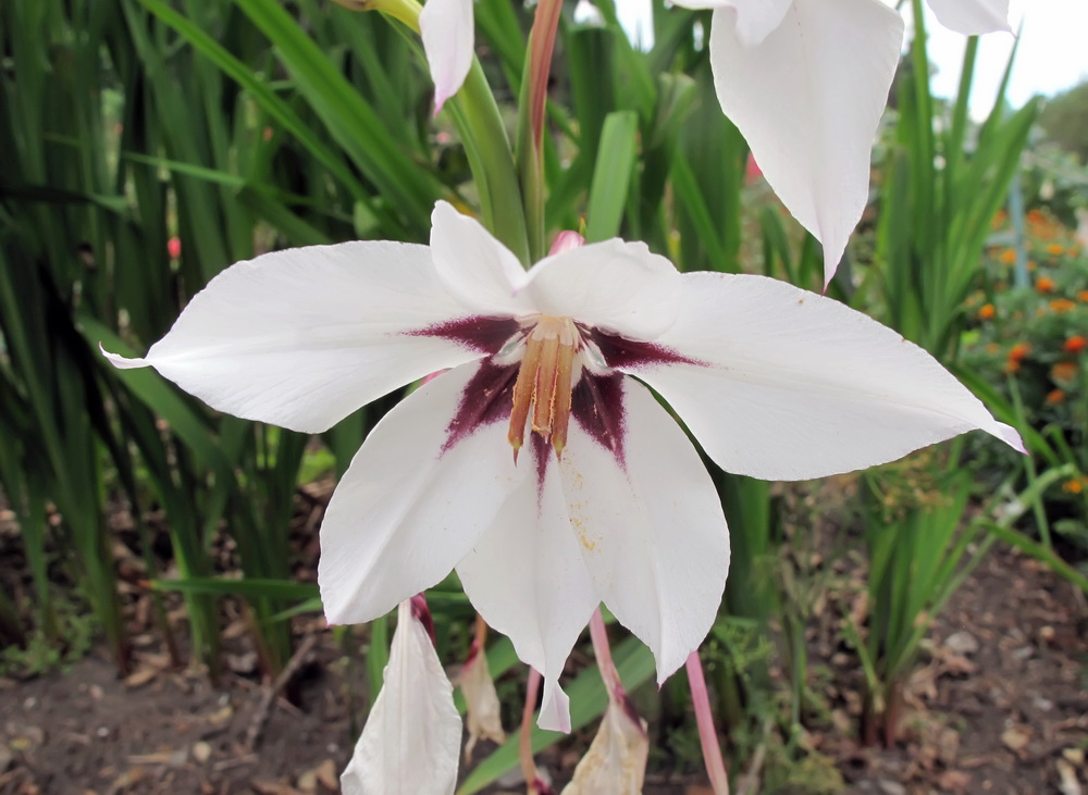 Image of Gladiolus murielae specimen.