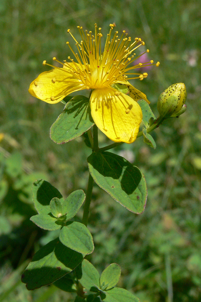 Изображение особи Hypericum maculatum.