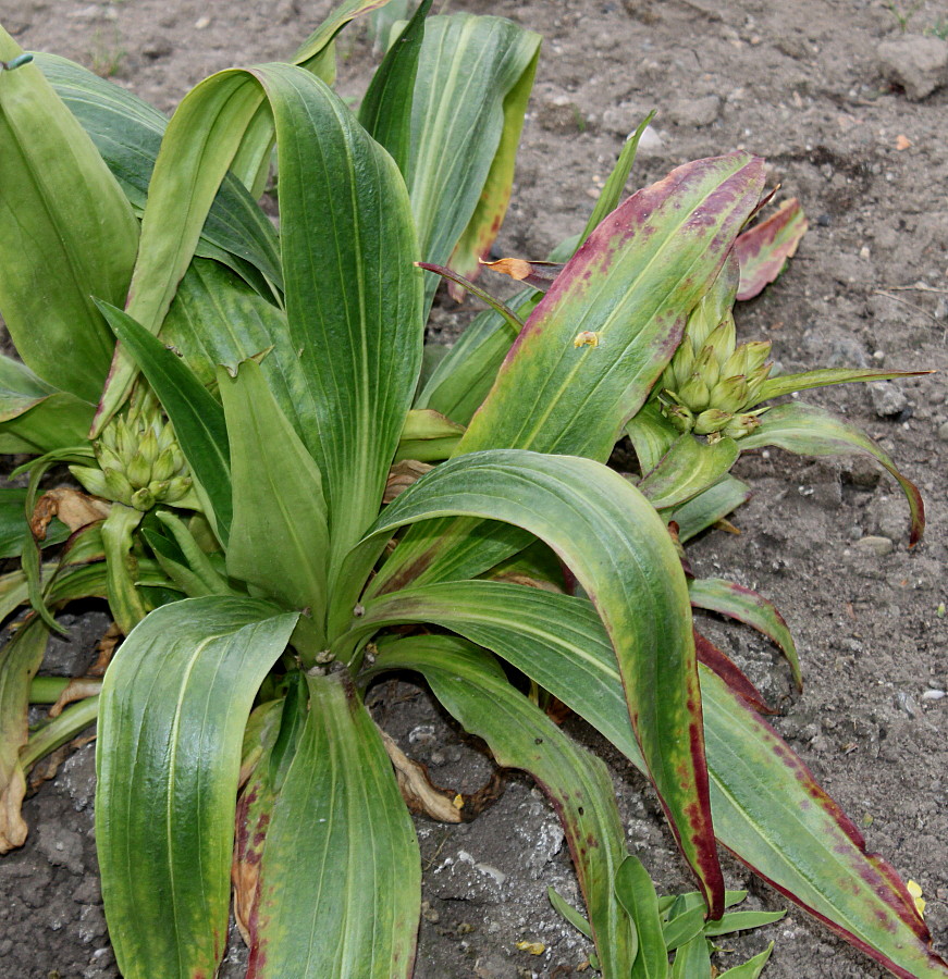 Изображение особи Gentiana tibetica.