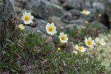 Dryas octopetala