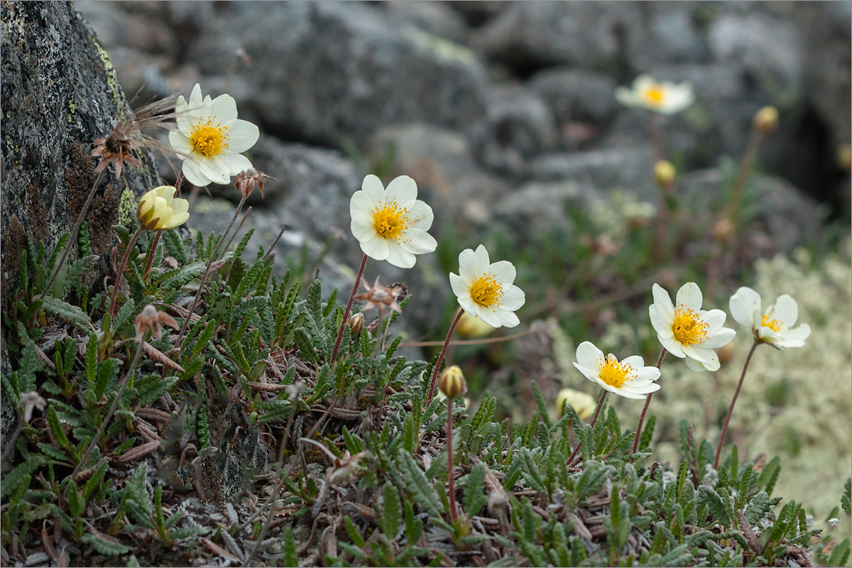 Изображение особи Dryas octopetala.