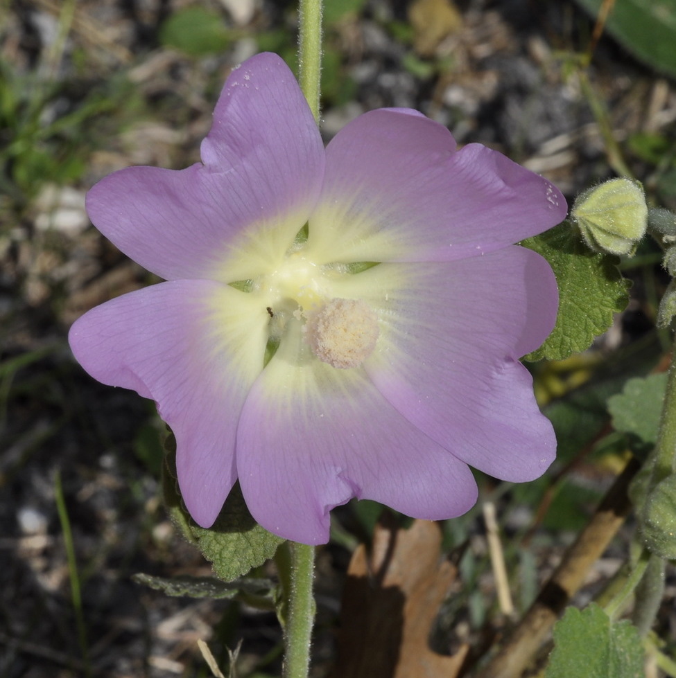 Изображение особи Alcea pallida.