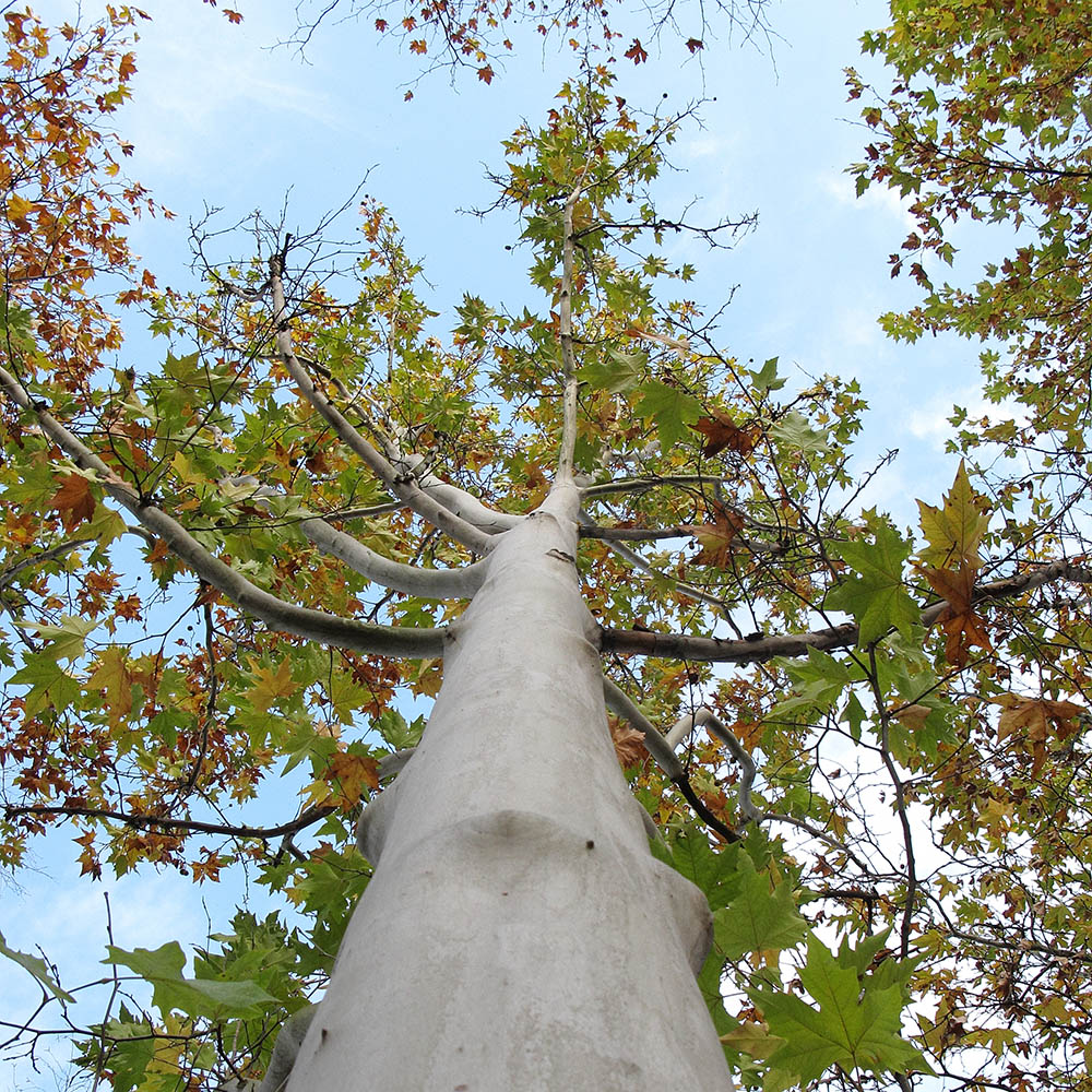 Image of Platanus &times; acerifolia specimen.