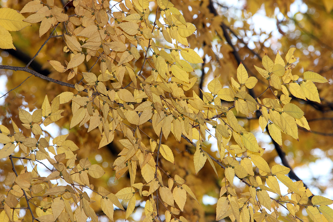 Изображение особи Zelkova serrata.