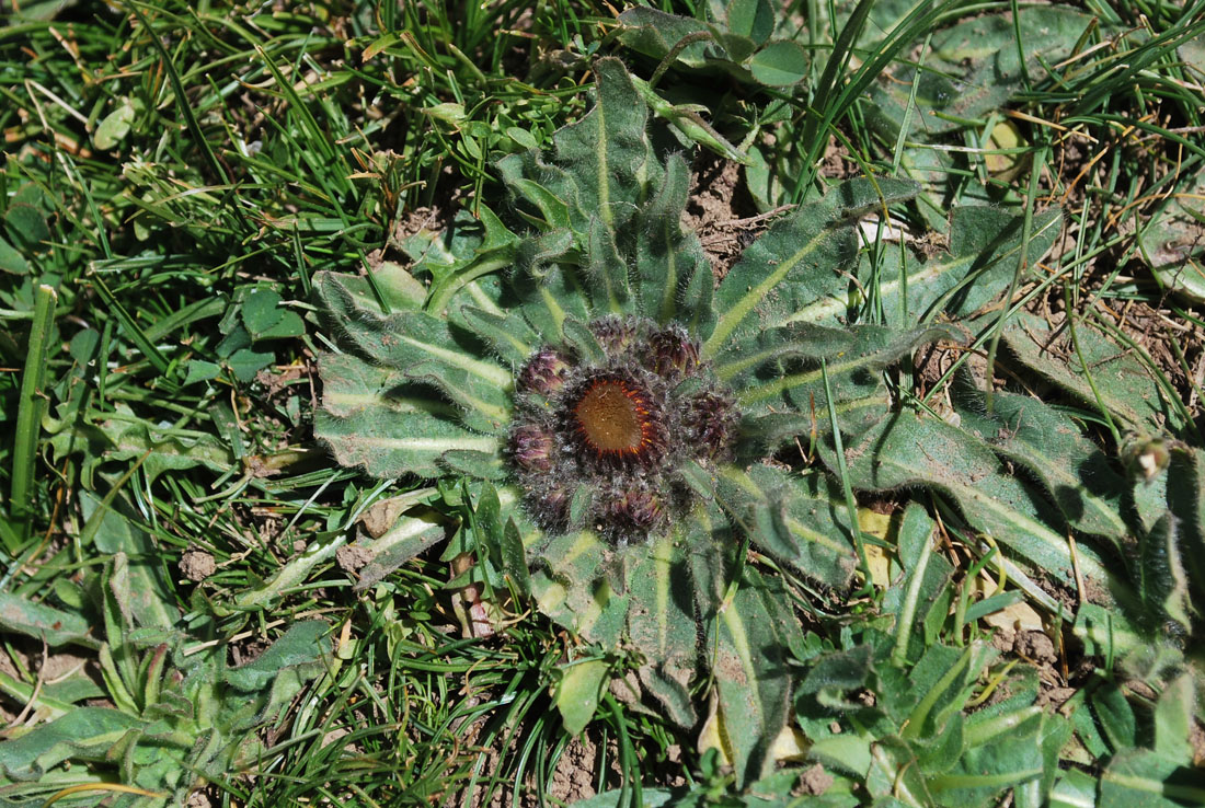 Изображение особи Inula rhizocephala.