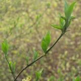 Cornus mas