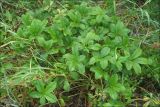 Potentilla umbrosa