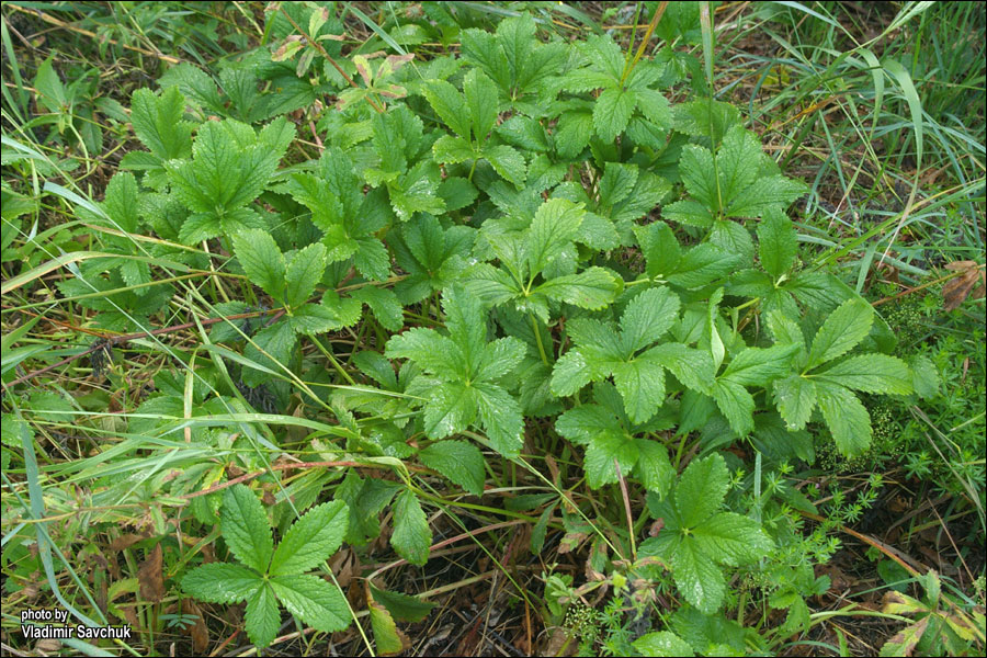 Image of Potentilla umbrosa specimen.