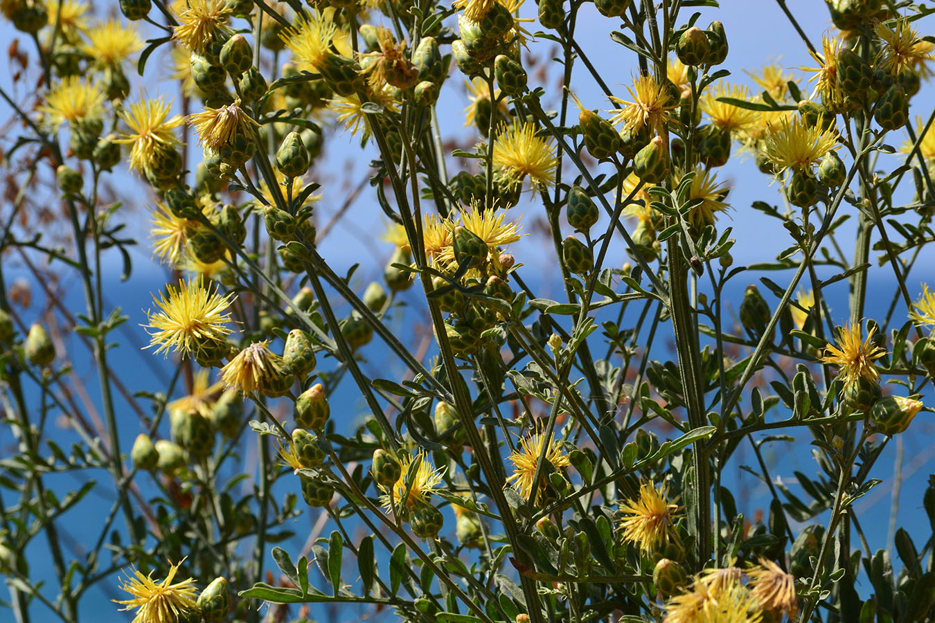 Изображение особи Centaurea salonitana.