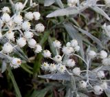 Anaphalis triplinervis. Верхушки побегов с соцветиями. Германия, г. Дюссельдорф, Ботанический сад университета. 04.09.2013.