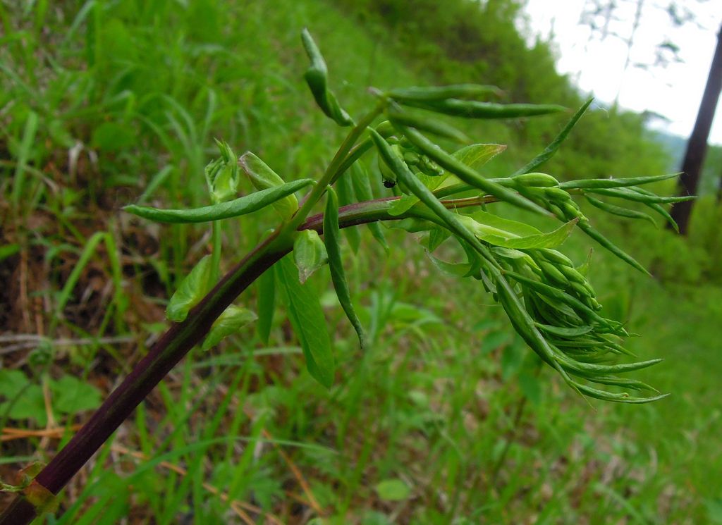 Изображение особи Lathyrus pisiformis.