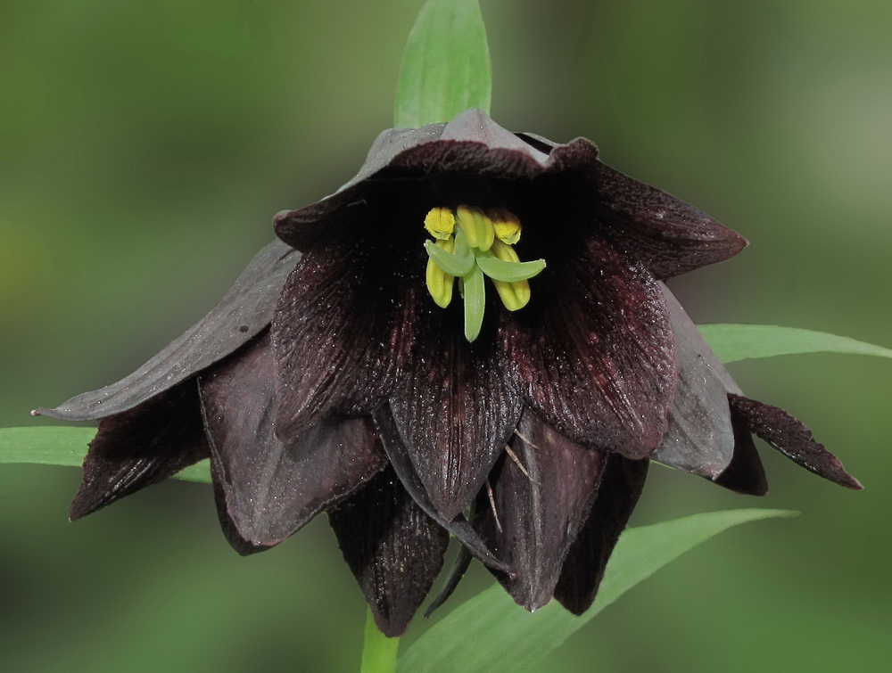 Изображение особи Fritillaria camschatcensis.